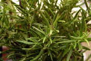 Un reloj que duerme las plantas