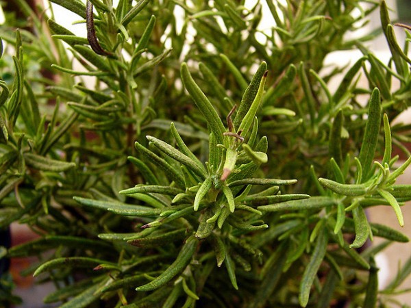 genes de las plantas