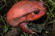 7453Origen de la fauna de Madagascar