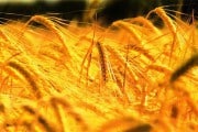 Nueva variedad de trigo