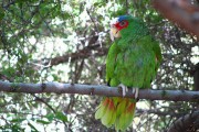 8209Amazona de frente blanca