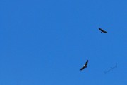 7854Una especie en peligro: Quebranta Huesos