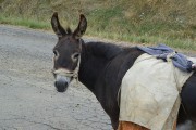 8219Los burros de Villalcampo