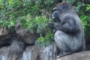 8198El Parque de Cabárceno tiene un bonito bebé gorila