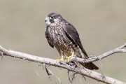 7983Casas para los halcones peregrinos