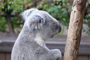 7701Una posibilidad de salvar koalas