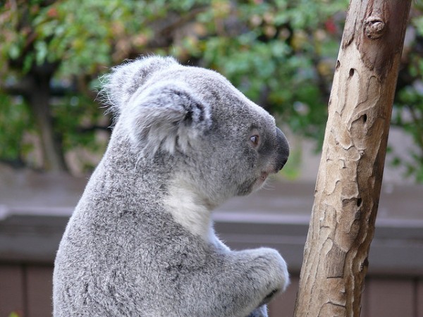 Una posibilidad de salvar koalas vacunas para koalas