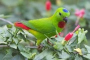7954Loriculus galgulus