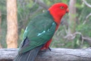8082El papagayo australiano