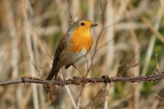 8188Pájaros rojos con cataratas