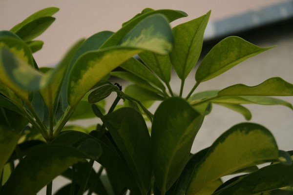 plantas al sol