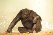 8358Cómo se diferencian los chimpancés