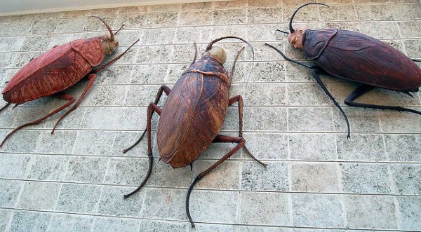 grupo de diferentes cucarachas