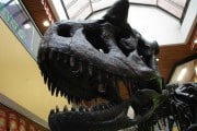 8298Algunos dinosaurios estaban en peligro antes de la caída del meteorito