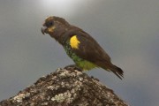 Loro de meyer