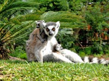 Nacen gemelos de lemúres en Bioparc Fuengirola