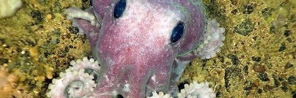 ¿Qué tienen en común los pulpos y los humanos?