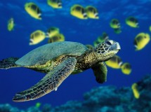 Los científicos predicen la extinción de la tortuga verde del Pacífico en 20 años