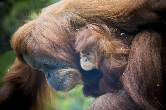 5 especies que podrÃan extinguirse este 2015
