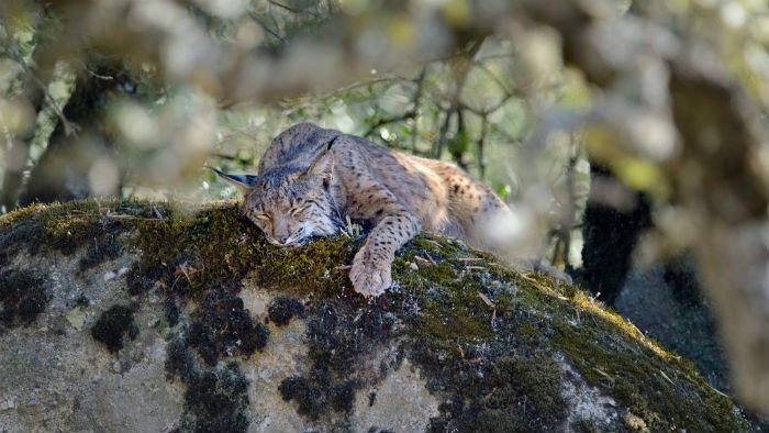 El lince ibérico regresa a la Comunidad de Madrid