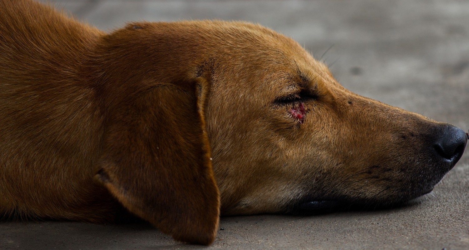 Consejos Para Curarle Las Heridas A Vuestro Perro