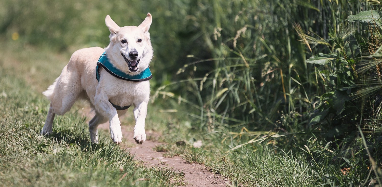 Cinco Consejos Para Hacer Ejercicio Con Vuestro Perro