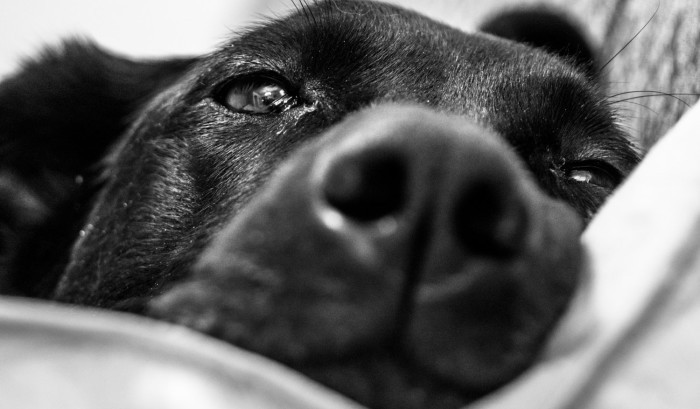 Vende su negocio para fotografiar perros