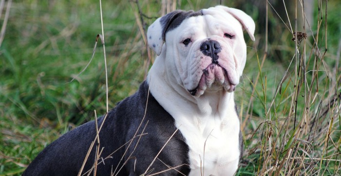 Bulldog Inglés, asà es uno de los perros más famosos
