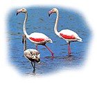 OSTRAS DE LA BAHIA (SANTA POLA-A)
