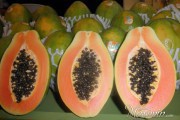 frutas exoticas frutas exoticas