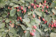 moras moras