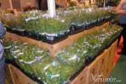 plantas aromaticas plantas aromaticas