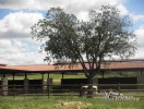 La carne de La Finca Jiménez Barbero (Colmenar del Arroyo-M)