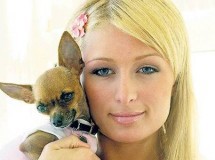 Paris Hilton le construye una mansión a sus perros