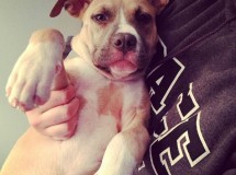 Vinny, de Jersey Shore, adopta un perro