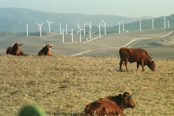 ENERGIA EOLICA