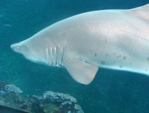 Acuario Nausicaa