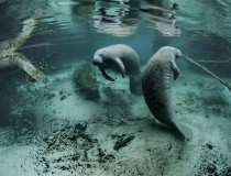 Crystal River, la ciudad de los manatíes