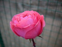 “Festival de las rosas” en Kelaa M’Gouna