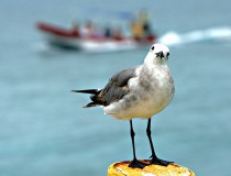 Isla Yunuén