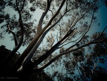 Bosque de eucaliptos en Solaro