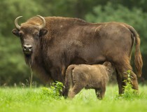 Los bisontes de la Reserva de Sainte-Eulalie