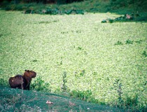 Reserva La Loca, un ámbito natural en Santa Fe