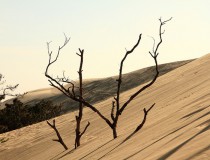 Visita la costa Pyla sur Mer