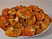 Robellones, el manjar de Teruel que llega en otoño
