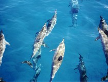 Delfinario en Bahía Naranjo