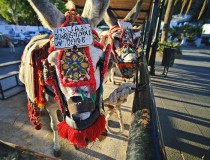 Descubre la población de Mijas en “Burro Taxi”