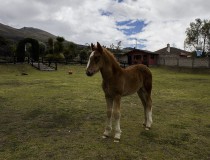 Hacienda La Danesa en Ecuador