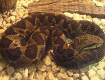 Serpentario Nacional en San José