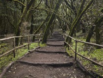 El Parque de Garajonay de La Gomera, un rincón mágico de Canarias